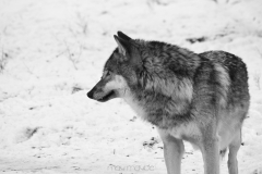 Wolf-2014