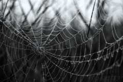 Spinnenweben